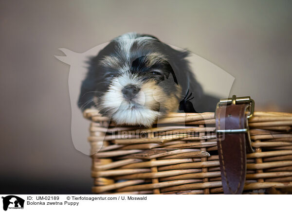 Bolonka zwetna Welpe / Bolonka zwetna Puppy / UM-02189
