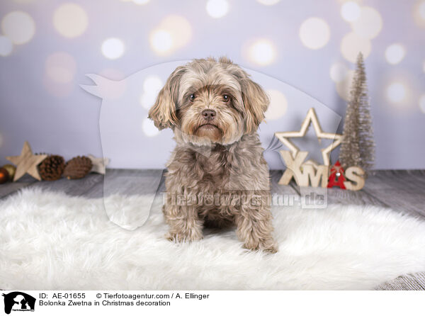 Bolonka Zwetna in Weihnachtsdeko / Bolonka Zwetna in Christmas decoration / AE-01655