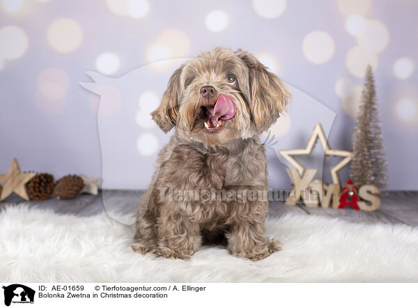 Bolonka Zwetna in Weihnachtsdeko / Bolonka Zwetna in Christmas decoration / AE-01659