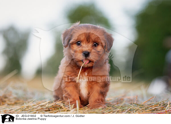 Bolonka zwetna Welpe / Bolonka zwetna Puppy / JEG-01802