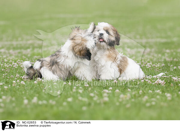 Bolonka zwetna Welpen / Bolonka zwetna puppies / NC-02653
