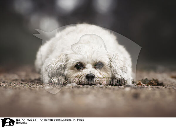 Bolonka / Bolonka / KFI-02353