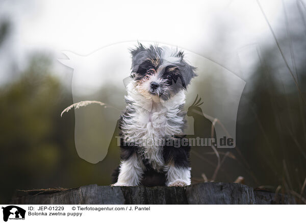 Bolonka zwetna Welpe / Bolonka zwetna puppy / JEP-01229