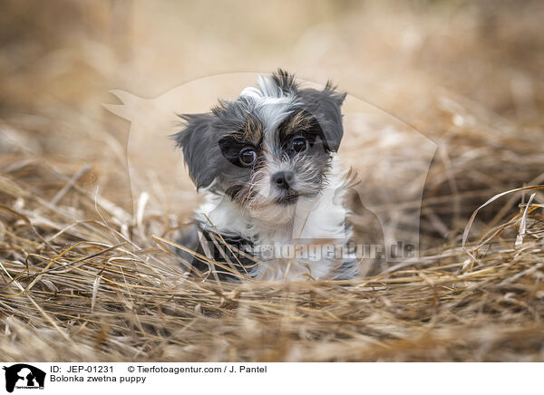 Bolonka zwetna Welpe / Bolonka zwetna puppy / JEP-01231