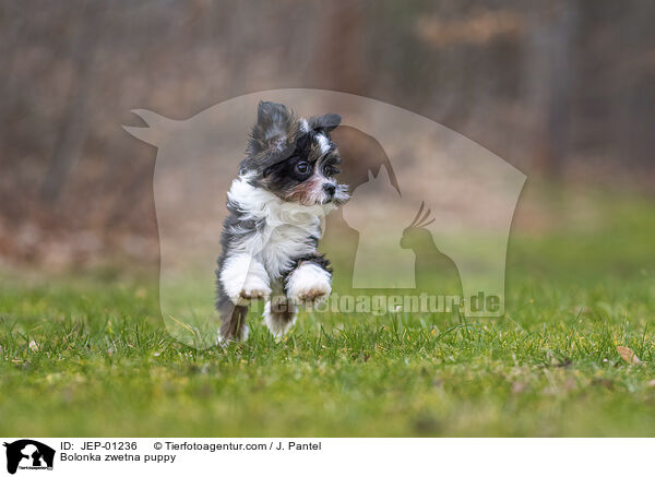 Bolonka zwetna Welpe / Bolonka zwetna puppy / JEP-01236