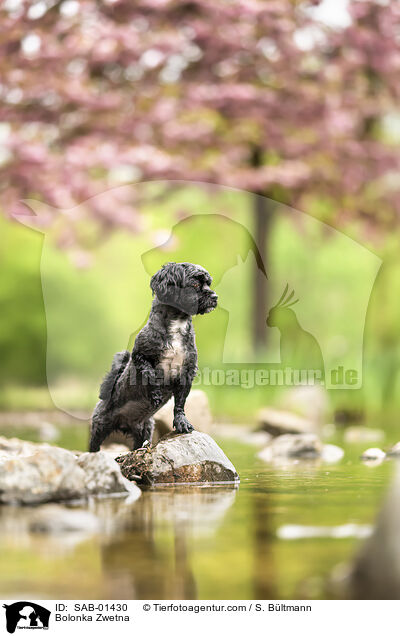 Bolonka Zwetna / Bolonka Zwetna / SAB-01430