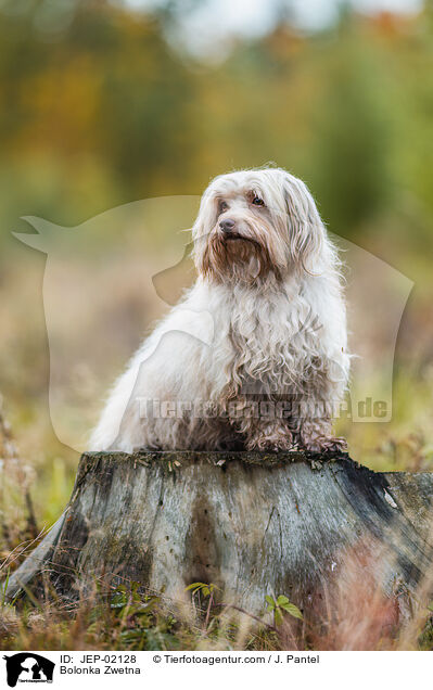 Bolonka Zwetna / Bolonka Zwetna / JEP-02128