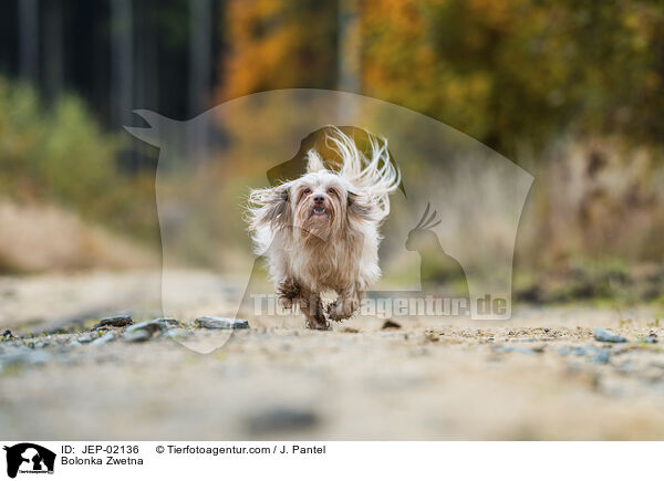 Bolonka Zwetna / Bolonka Zwetna / JEP-02136