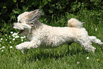 running Bolonka zwetna