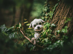 Bolonka Zwetna Puppy portrait