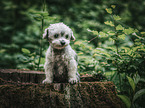 sitting Bolonka Zwetna Puppy