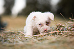 Bolonka zwetna Puppy