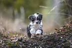 Bolonka zwetna puppy