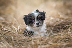 Bolonka zwetna puppy