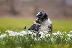 Bolonka zwetna puppy