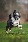 Bolonka zwetna puppy