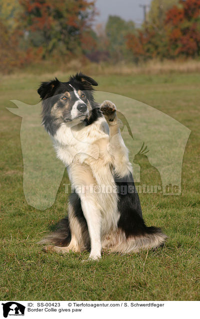 Border Collie gives paw / SS-00423