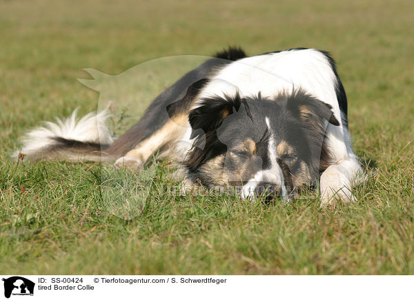 mder Border Collie / tired Border Collie / SS-00424
