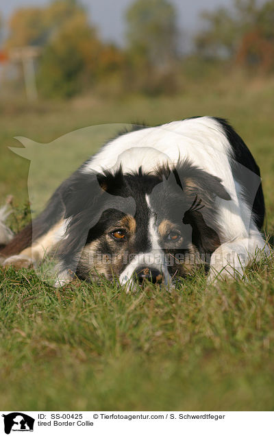 mder Border Collie / tired Border Collie / SS-00425