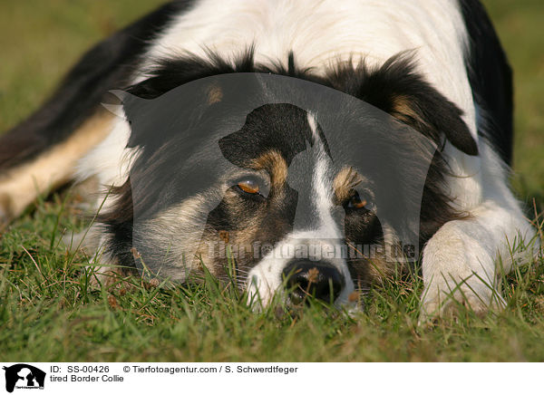 mder Border Collie / tired Border Collie / SS-00426