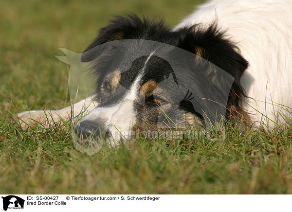 mder Border Collie / tired Border Collie / SS-00427