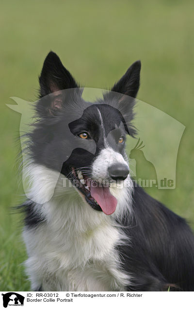 Border Collie Portrait / Border Collie Portrait / RR-03012