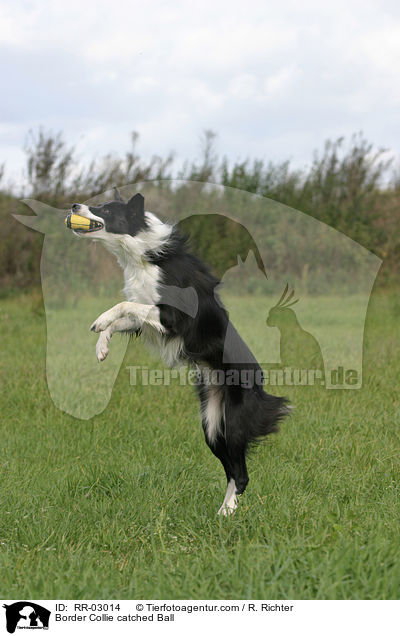 Border Collie fngt Ball / Border Collie catched Ball / RR-03014