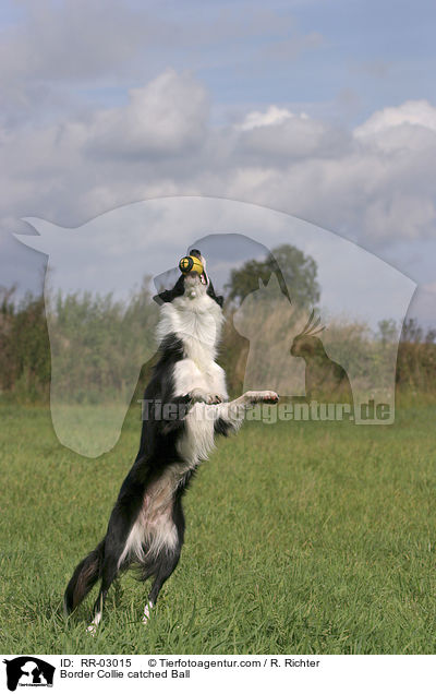 Border Collie fngt Ball / Border Collie catched Ball / RR-03015