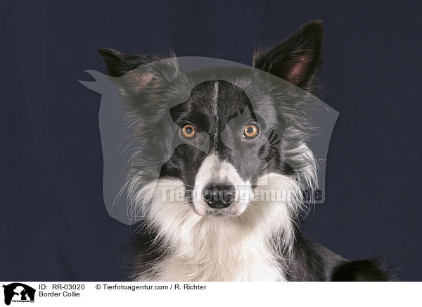 Border Collie / Border Collie / RR-03020