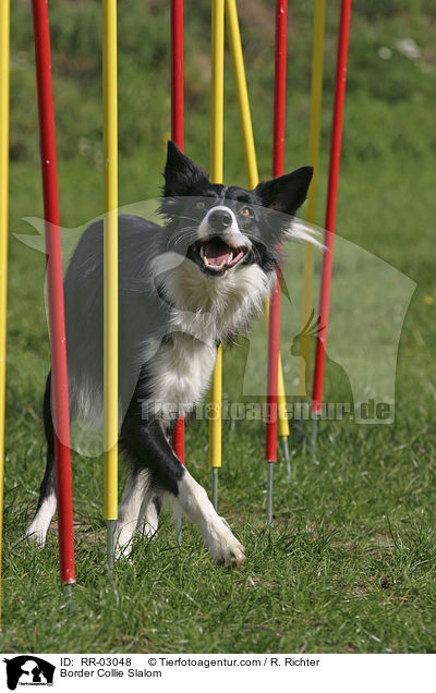 Border Collie beim Slalom / Border Collie Slalom / RR-03048