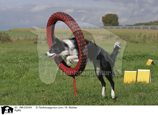 Border Collie springt durch den Reifen / Agilty / RR-03049