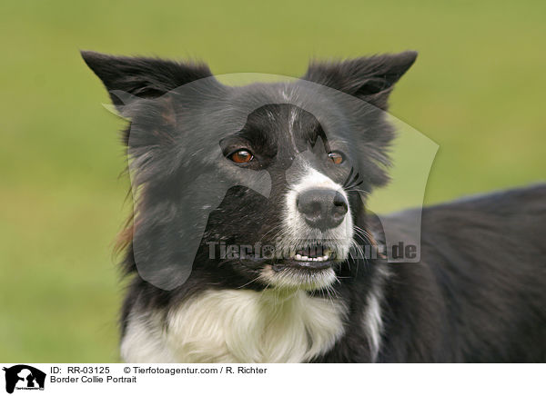 Border Collie Portrait / Border Collie Portrait / RR-03125