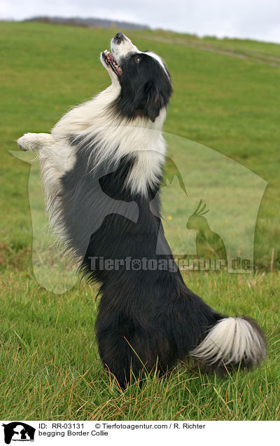 Border Collie macht Mnnchen / begging Border Collie / RR-03131