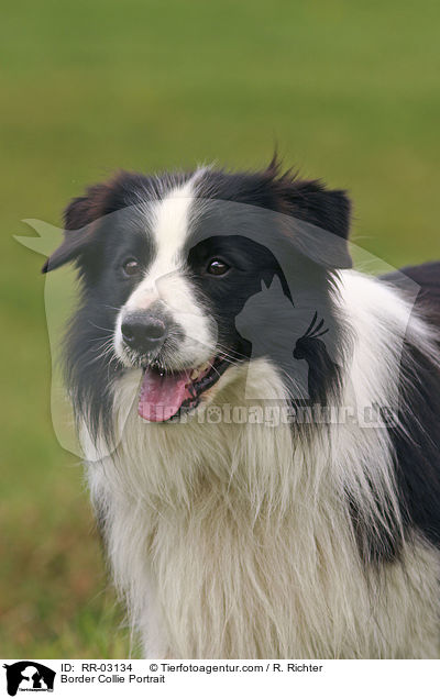 Border Collie Portrait / Border Collie Portrait / RR-03134
