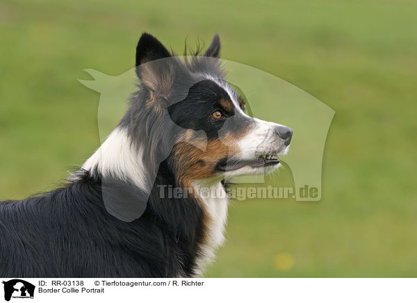 Border Collie Portrait / Border Collie Portrait / RR-03138