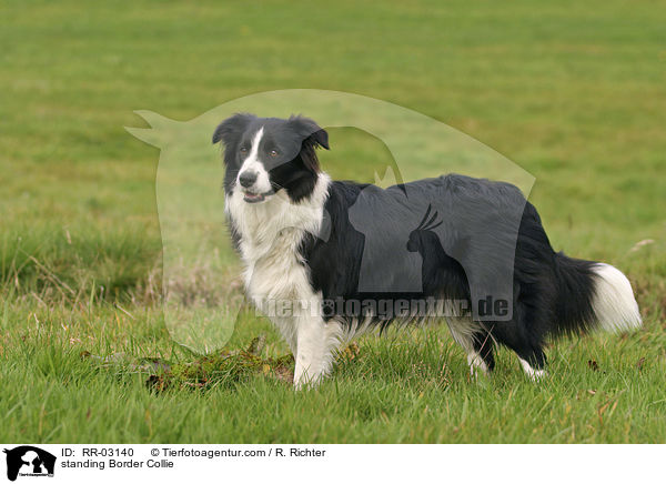 stehender Border Collie / standing Border Collie / RR-03140