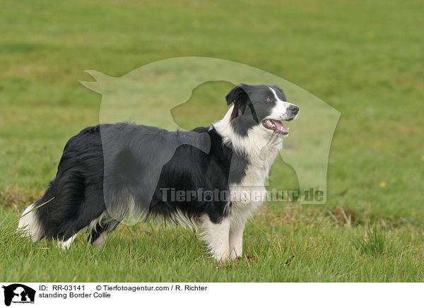 stehender Border Collie / standing Border Collie / RR-03141
