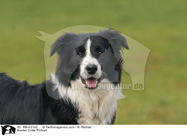 Border Collie Portrait / Border Collie Portrait / RR-03142