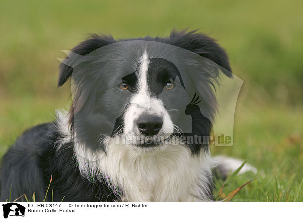 Border Collie Portrait / Border Collie Portrait / RR-03147