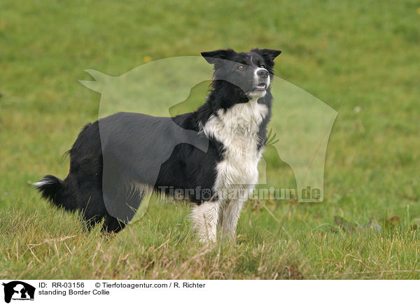 stehender Border Collie / standing Border Collie / RR-03156