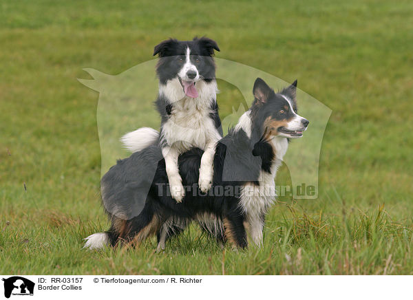 Border Collies / Border Collies / RR-03157