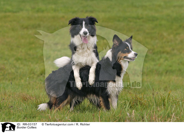 Border Collies / Border Collies / RR-03157