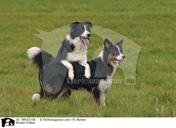 Border Collies / Border Collies / RR-03158