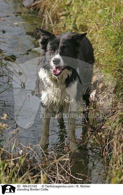 Border Collie steht im Bach / standing Border Collie / RR-03165