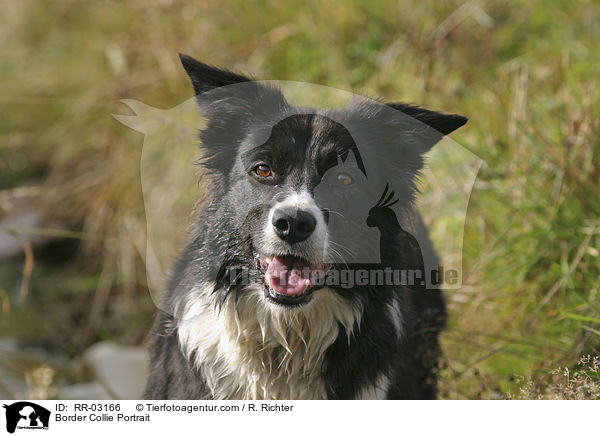 Border Collie Portrait / Border Collie Portrait / RR-03166