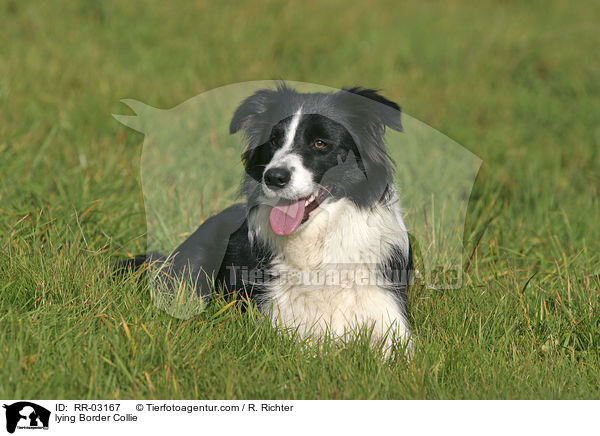 liegender Border Collie / lying Border Collie / RR-03167