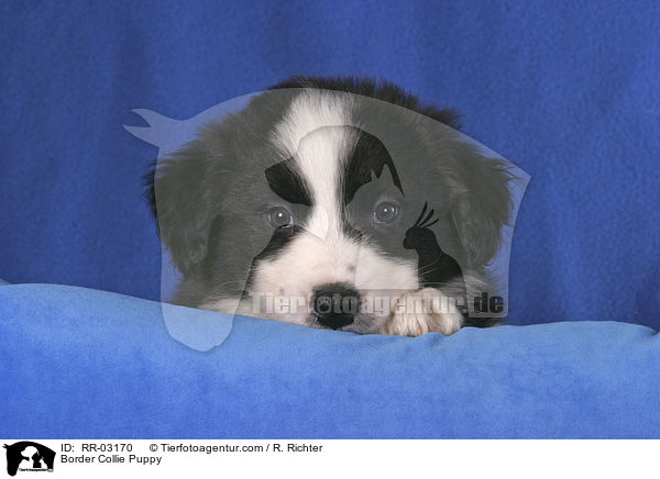 Border Collie Welpe / Border Collie Puppy / RR-03170