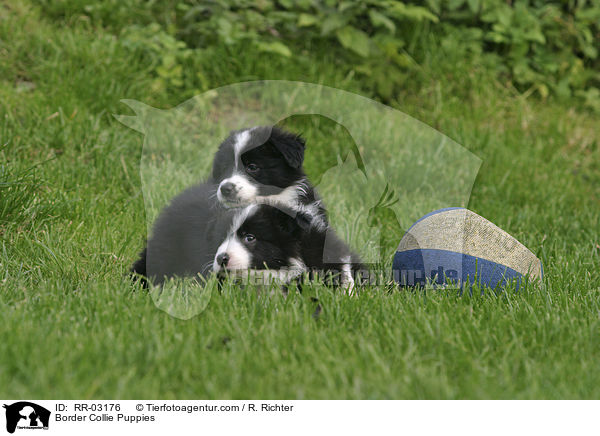 Border Collie Puppies / RR-03176