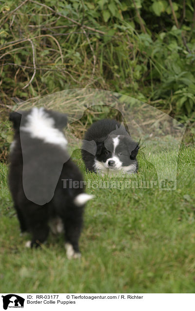 Border Collie Welpen / Border Collie Puppies / RR-03177