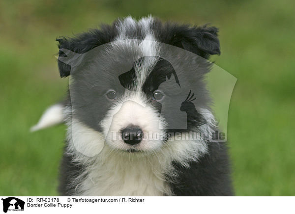 Border Collie Welpe / Border Collie Puppy / RR-03178